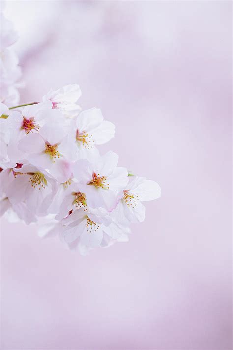 Sakura Mood Photograph By Yuka Kato Fine Art America