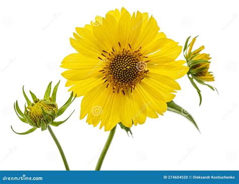 Flores Amarillas De Coreopsis Coreopsis Lanceolata Aisladas De Fondo