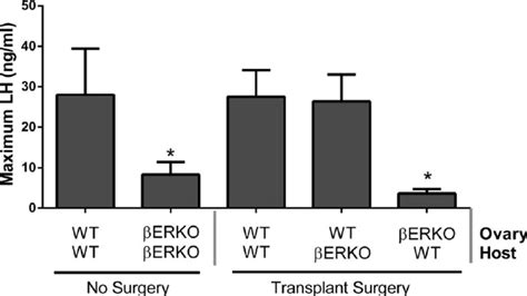 The Serum Lh Level Increases To Wt Levels When A Wt Ovary Is