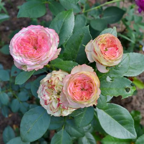 Роза Латин Помпон: особенности и характеристика сорта, правила посадки ...