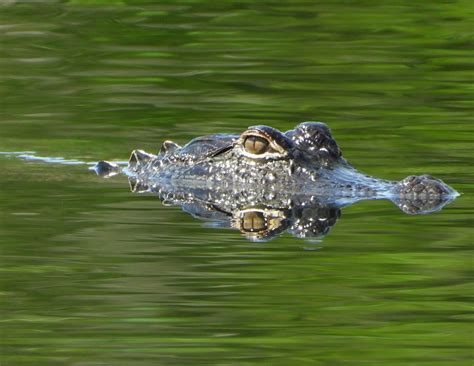 European Photography Awards | Wildlife BACKYARD ALLIGATOR