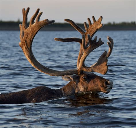 ‘A Trash Heap for Our Children’: How Norilsk, in the Russian Arctic, Became One of the Most ...