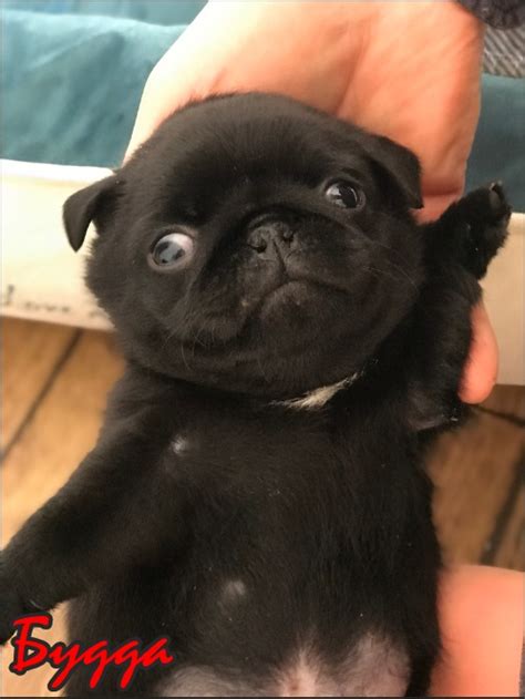 Продам щенки мопсы, купить щенки мопсы, Киев — PetsUA