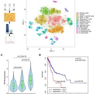 Myh Promotes Ctnnb Expression In Gc Cells A Morphology Of Myh