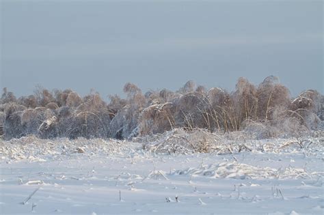 Premium Photo | Beautiful winter forest