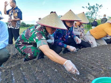 Danrem 045 Gaya Bersama Forkopimda Babel Panen Raya Bawang Merah