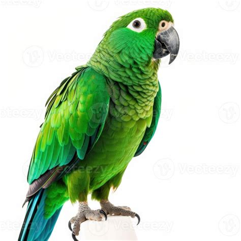 green parrot isolated  white background  stock photo  vecteezy