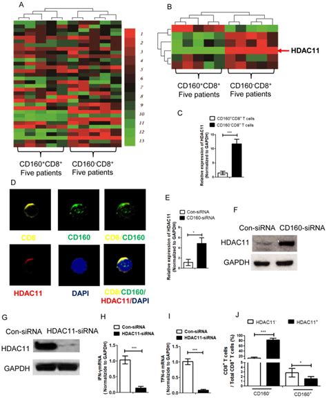 LncRNACD160 Decreases The Immunity Of CD8 T Cells Through Epigenetic