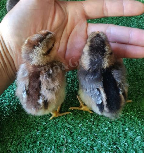 Sexed Chicks Auto Sexing And Sex Linked Breed Pip Grow