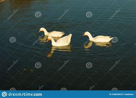 Tres Gansos Blancos Nadan En Un Lago Con Agua Verde Una Bandada De