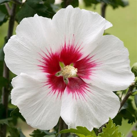 Hibiscus Syriacus Red Heart Plants For Sale Free Uk Delivery Over £50