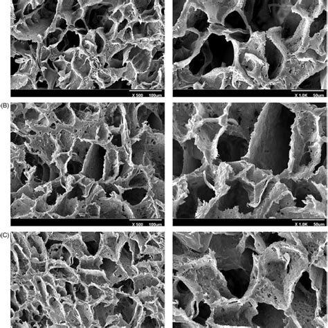 Morphology of the scaffolds. Representative SEM micrographs of (A ...