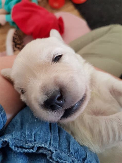 What Does It Mean When A Puppy Comes Out Green