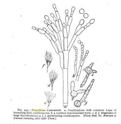 Penicillium camemberti - Alchetron, The Free Social Encyclopedia