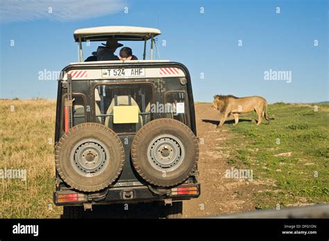 A Male Lion Panthera Leo Crossing The Road In Front Of A Safari