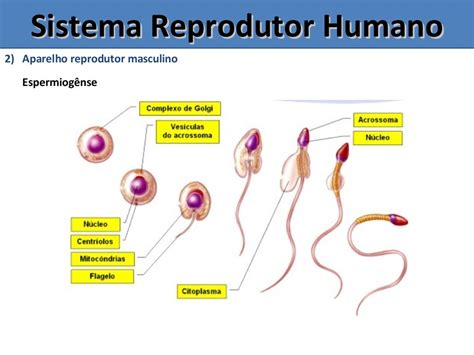 Sistema Reprodutor Masculino e Feminino