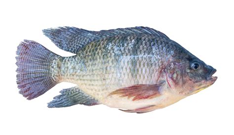 premium photo fresh nile tilapia  pla nin  thai freshwater fish