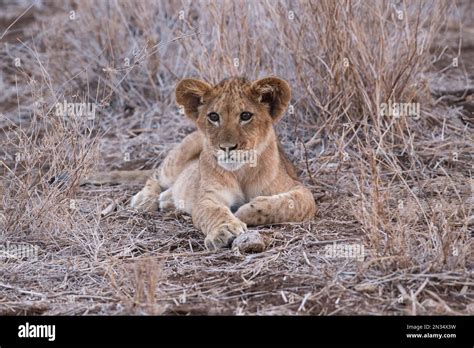 Lion Cub Panthera Leo Stock Photo Alamy