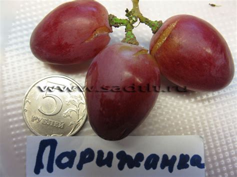 Столовый сорт винограда Парижанка