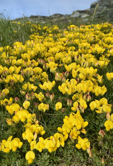 Most Common British Wildflowers at John Hipple blog