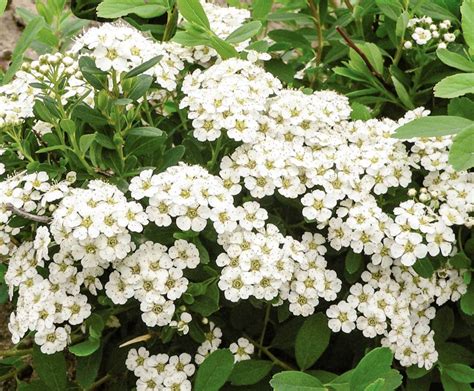 Спирея ниппонская «Сноумаунд» – купить саженцы оптом и в розницу ...