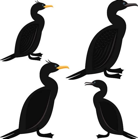 690 Cormorant Stock Illustrations Royalty Free Vector Graphics And Clip