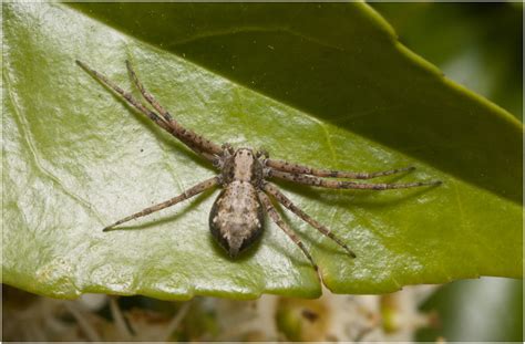 Female Running Crab Spider Philodromus Dispar And Others Macro In