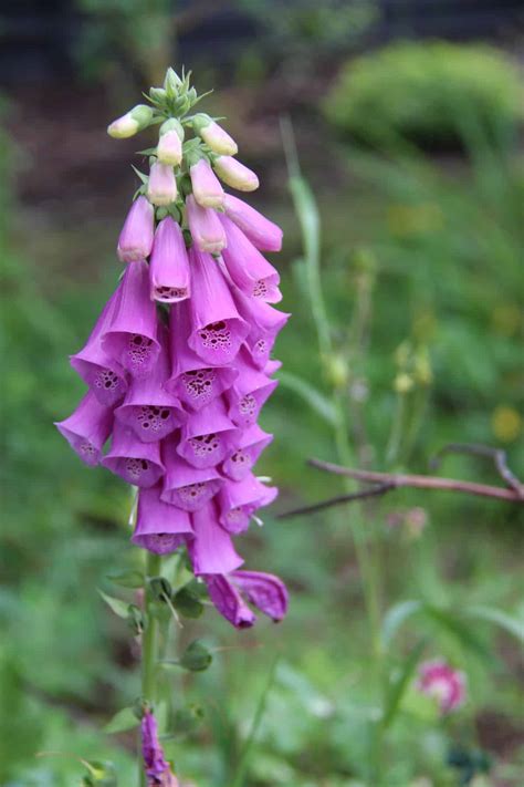 hummingbird food made at home 2