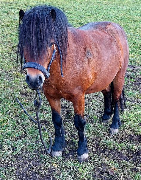 Pferdemarkt Pony Pony Kaufen Landwirt