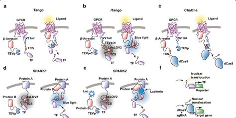 tev protease based sensor design  designs  tev
