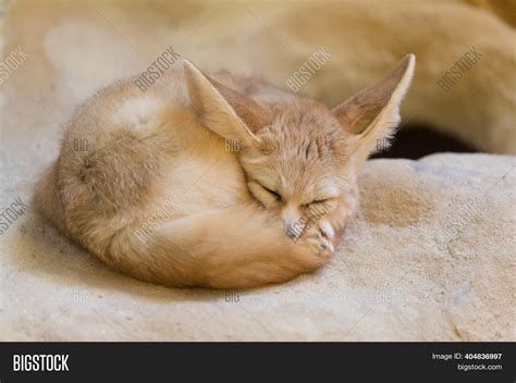 Fennec Fox Sleeping