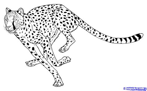 draw  cheetah step  step