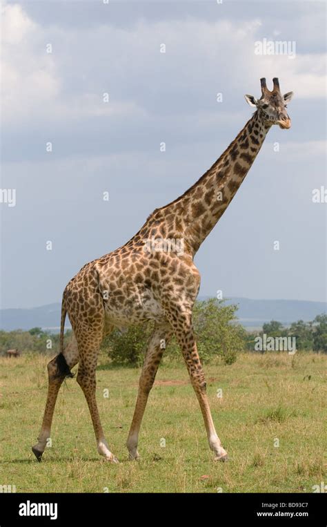Giraffe hi-res stock photography and images - Alamy