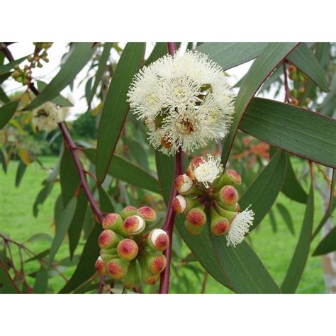 Snow Gum Eucalyptus Seeds Hardy −23 °c Price €205