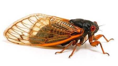 Those Unheard Sounds