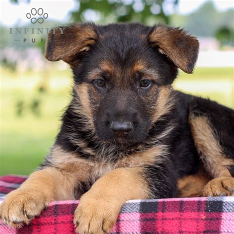German Shepherd Puppies For Sale • Adopt Your Puppy Today • Infinity Pups