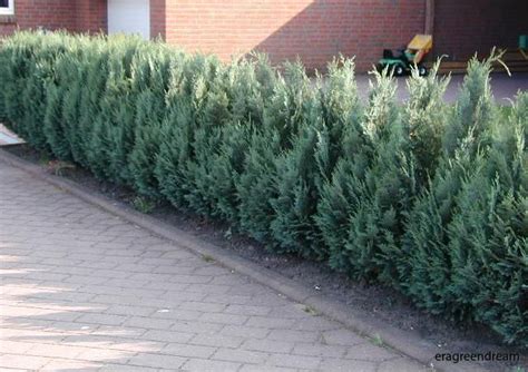 Chamaecyparis Lawsoniana Columnaris Ädelcypress Era Green Dream