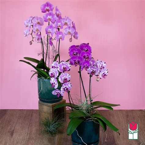 Phalaenopsis Orchid Colors