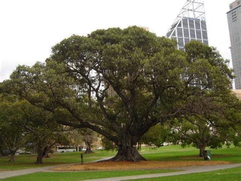 Moreton Bay Fig Tree - San Diego, California