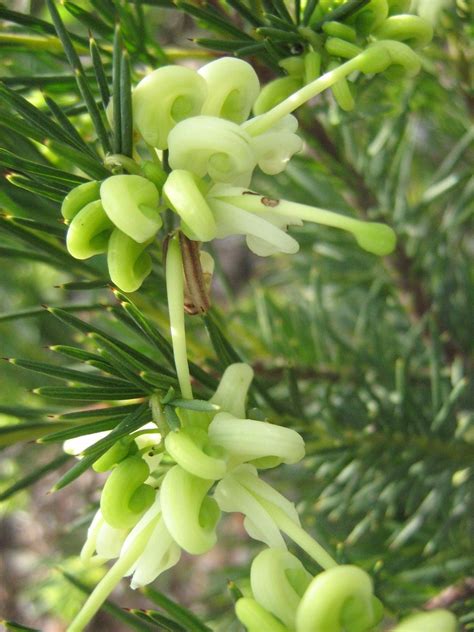 Grevillea Rosmarinifolia Lutea In 50mm Forestry Tube Trigg Plants