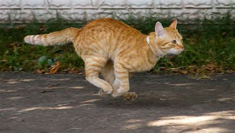 Understanding Cat Zoomies: Why They Do It & How to Stop It