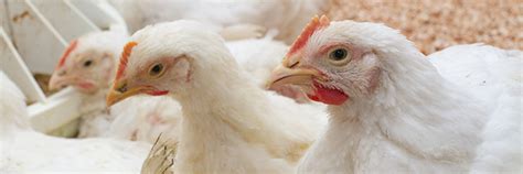 Food Blog USDA Confirms Highly Pathogenic Avian Influenza In A Flock