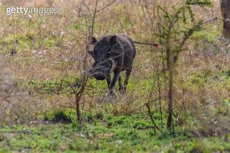 Common Warthog Phacochoerus Africanus At The Serengeti National Park