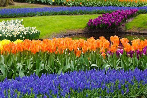 Spring In Garden Free Stock Photo - Public Domain Pictures