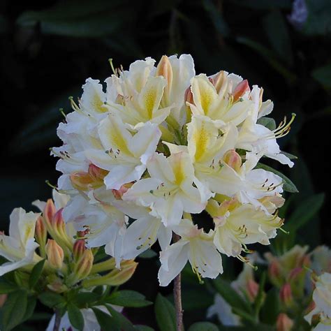 Rhododendron Daviesii Rhododendron Luteum Daviesii