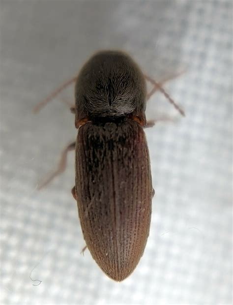 agriotes  stratford london uk  april     pm