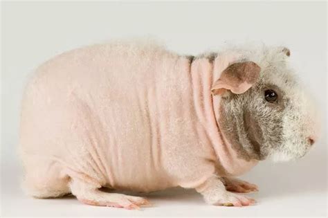 From Skinny Pigs To Naked Mole Rats The World S Ugliest Creatures
