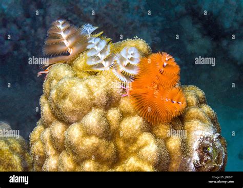 Spirobranchus Giganteus Commonly Known As Christmas Tree Worms Are