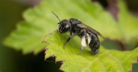 Bee Hunting In South Devon