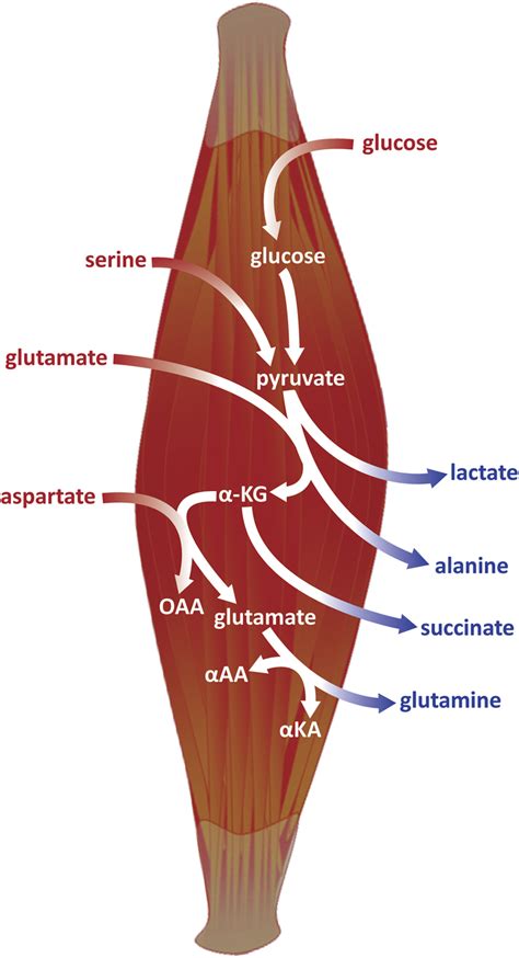 Simplified Scheme Of Main Biochemical Transformations Taking Place At